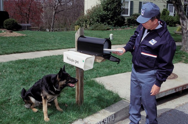Dog Postman