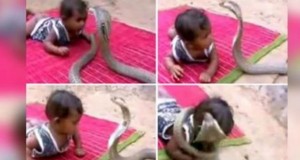 Snake Baby