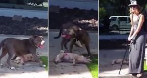 Pit Bull Kills Dog