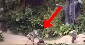 zebra attacks man at zoo