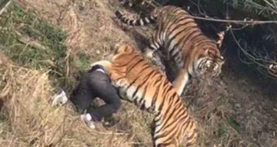 Tiger Eats Man